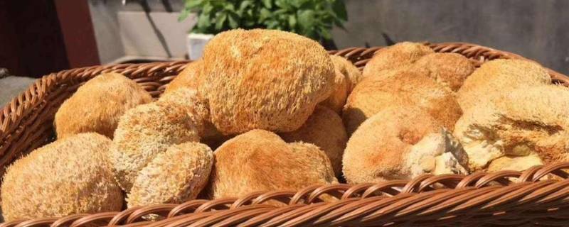 猴头菇颜色变深还能吃吗(猴头菇变成深褐色还能吃吗)