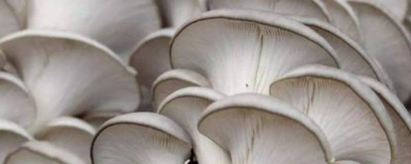 平菇表面变黄还能吃吗(平菇表面发黄能吃吗)