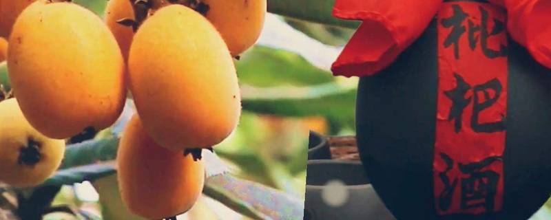 枇杷枸杞子大枣冰糖能一起泡酒吗(枇杷和桔子一起泡酒行不)