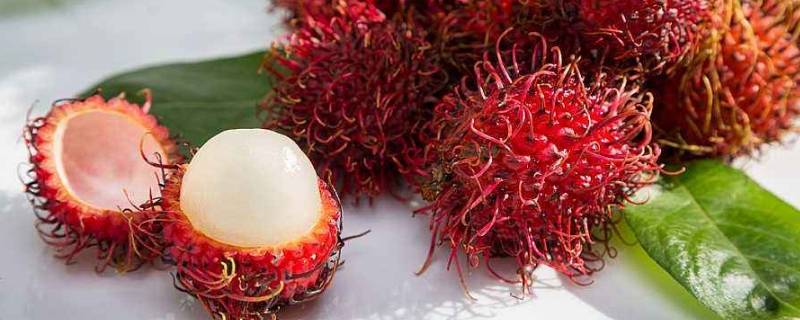 红毛丹可以泡酒(红毛丹可以泡酒吗)