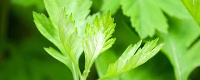 炒艾叶生姜可以治感冒吗(炒艾叶贴肚脐做法)