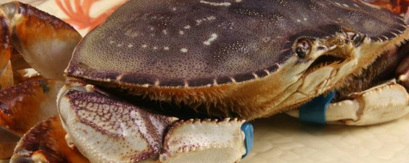 青蟹刚死掉可吃吗(青蟹刚死12小时能吃吗)