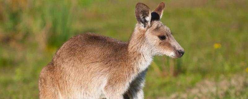 袋鼠的尾巴能干什么用(袋鼠尾巴精一瓶多少粒)