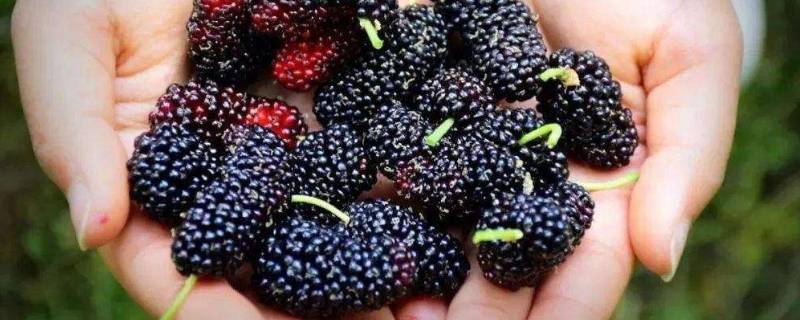 10斤桑葚酒放多少冰糖(十斤桑葚需要多少斤酒)