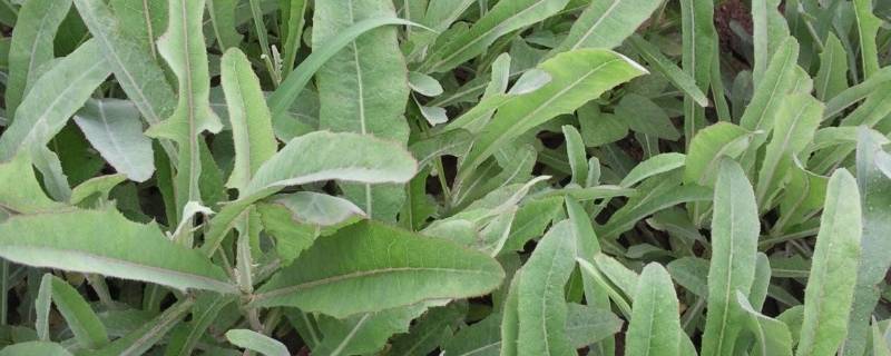 野菜的种类长满刺的菜叫啥菜(野菜的种类)