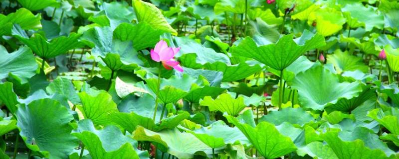 摘下来的荷叶怎么保存(整张荷叶怎么晒干保存)