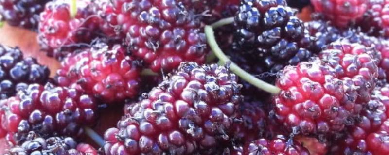 桑葚泡酒为什么那么难喝(桑葚泡酒为什么是黑色)