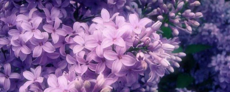 丁香什么功效(公丁香和母丁香各有什么作用)