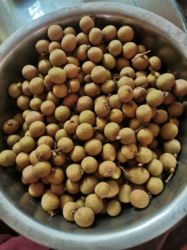 晒龙眼肉正确的方法(晒龙眼肉正确的做法)