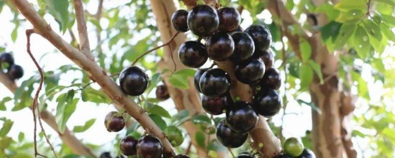 树葡萄的皮和籽可以吃吗(树葡萄的皮和籽能吃吗)