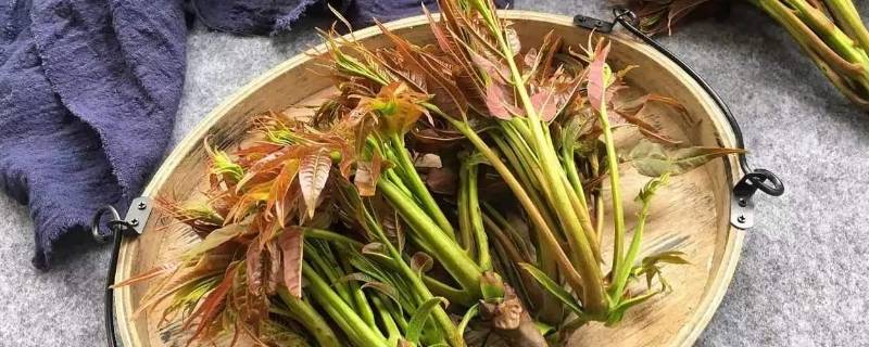 香椿冻了多久还能吃(冻了一年的香椿还能吃吗)