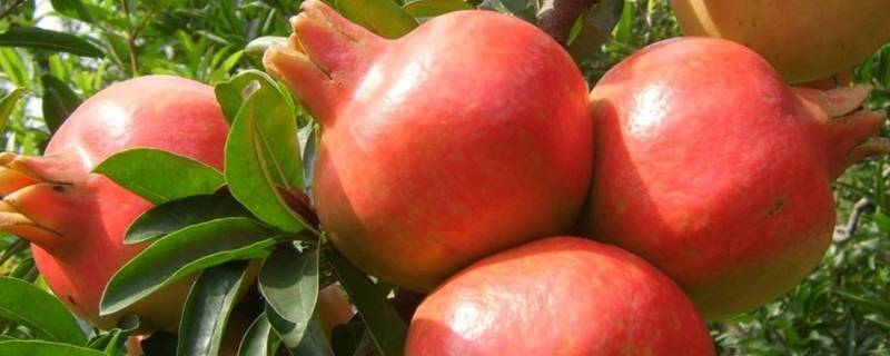 石榴怎么吃需要吐籽吗(石榴的正确吃法吐籽吗)