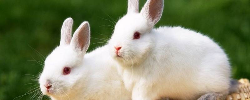 巾帼英雄打一个生肖(巾帼英雄是什么生肖动物)