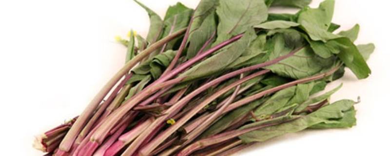 炒红苋菜(红菜炒什么菜最好吃)