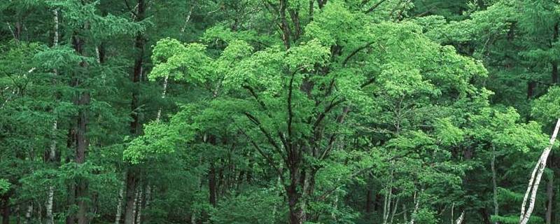 树木的作用简笔画(树木的作用简短的)