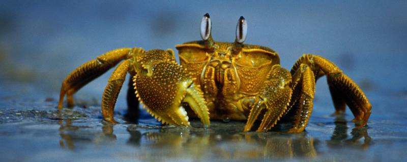 螃蟹养在鱼缸里会不会死(鱼缸里养螃蟹是不是很破坏水)