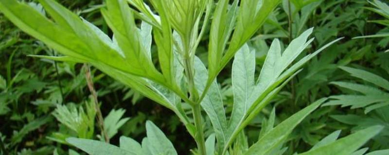 艾草怎么泡脚能去除脚臭(艾草怎么泡脚能降血糖)