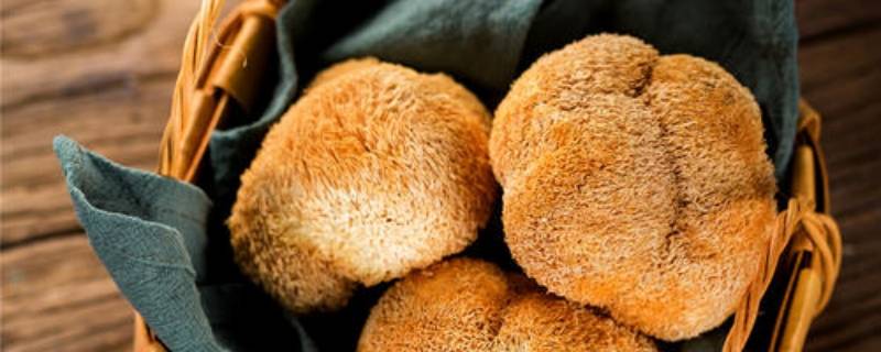 猴头菇生虫子怎么办(猴头菇生虫子怎么处理)