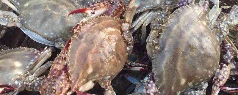 梭子蟹死了多久就不能吃(梭子蟹死了多长时间就不能吃了)