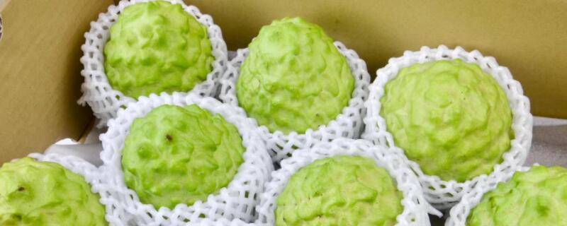 凤梨释迦果怎样嫁接(凤梨释迦果病虫害管理)