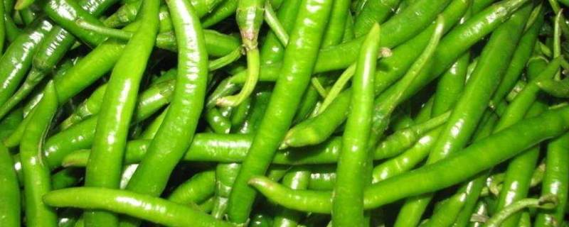青辣椒怎么晒干最好吃(青辣椒怎么晒干视频)