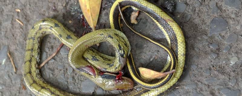 蛇怕什么(蛇怕什么气味让它走远)