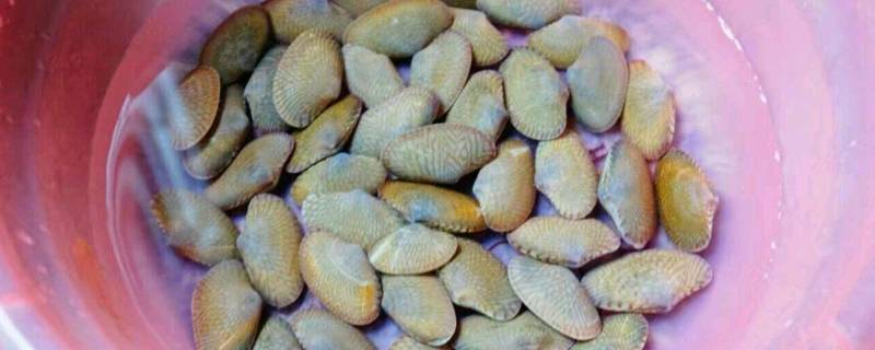 花甲怎么清洗内脏(花甲怎么清洗最快妙招)