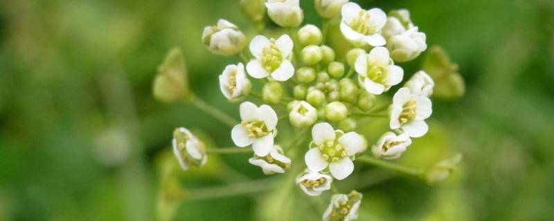 荠菜怎么样才不焯水(荠菜饺子要焯水吗)