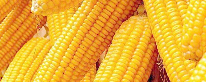 高压锅煮玉米上气之后还要煮多久(煮玉米用高压锅上气多久关火)