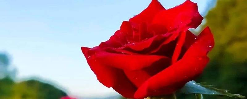 青丝玫瑰什么做的(青丝玫瑰的制作方法)