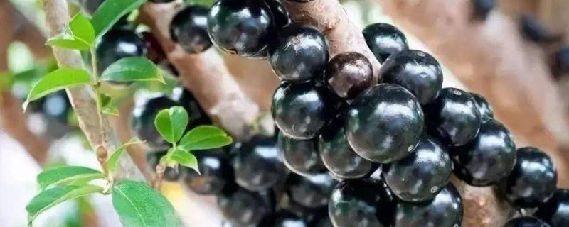 树葡萄的皮能吃吗有什么功效(树葡萄皮可以吃吗)