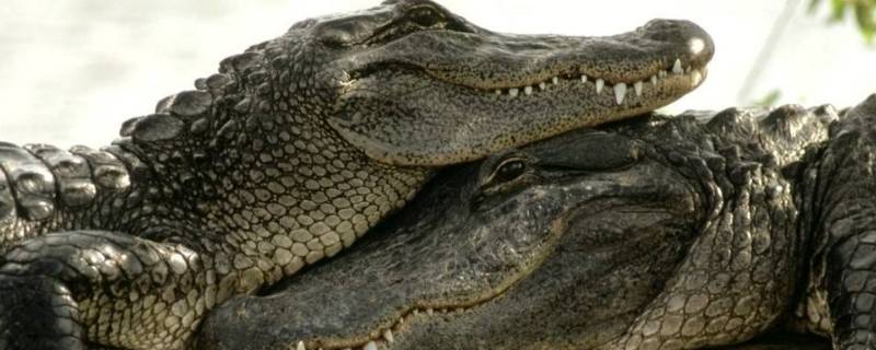 鳄鱼下蛋难产(鳄鱼会下蛋)