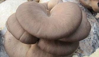 炒蘑菇怎么做的(蘑菇怎么做好吃)