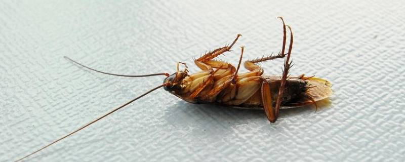 蟑螂会飞(蟑螂会飞是什么征兆)