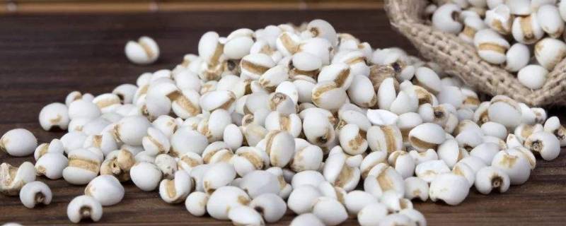 薏米怎么判断变质(薏米怎么辨别是否过期)