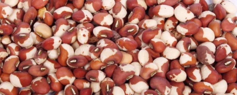 连花清瘟能治咽炎吗(连花清瘟多少钱一盒)