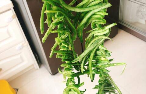 东北干豆角丝怎么容易烂(东北干豆角丝怎么晒成的)