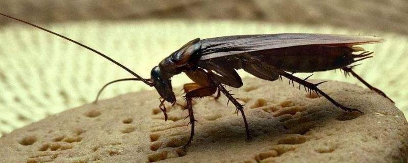 卧室出现蟑螂的原因(家里为什么会自己产生蟑螂)