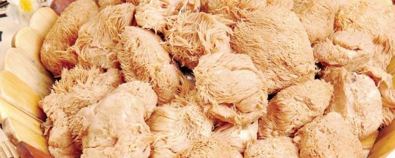 猴头菇煲汤为什么嚼不动(鲜猴头菇嚼不烂可以吃吗)