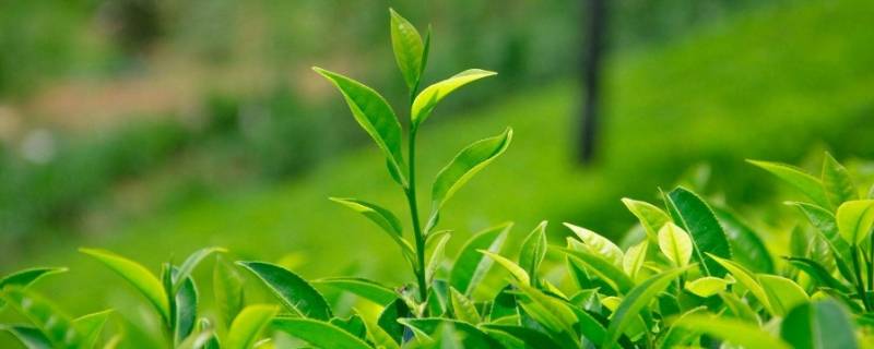 空山茶产自哪里(空山茶怎么火的)