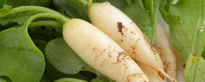 吃了桔子多久能吃萝卜(吃桔子多长时间就能吃萝卜了)