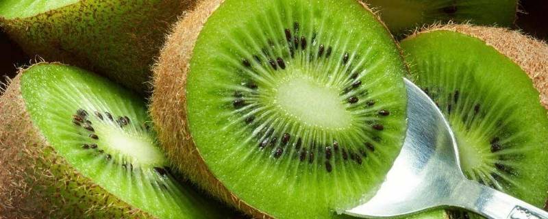 猕猴桃可以放冰箱保存多久(猕猴桃要放冰箱里保存吗)