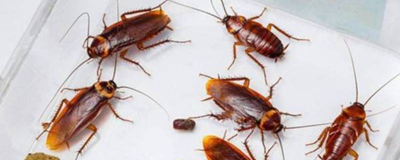 如何让家里不再出现蟑螂(家里为什么会自己产生蟑螂)