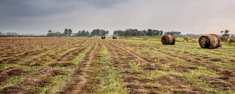 世界上最大亚麻产地是哪(世界最大的亚麻产地是什么)