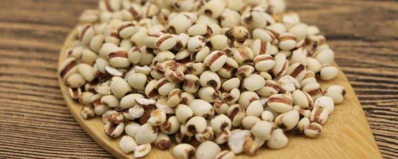 薏米可以和大米一起吃吗(薏米可以和大米一起做杂粮饭吗)