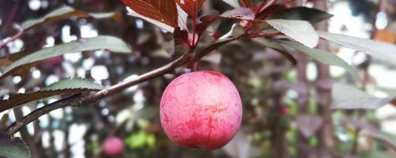 紫叶李子吃多了有什么坏处(紫叶李子能吃吗)