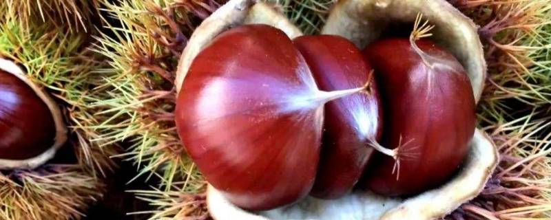 板栗发芽用什么药好(板栗发芽有没有曲霉素)