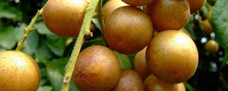 黄皮水果是碱性还是酸性(腌制的黄皮是酸性还是碱性)