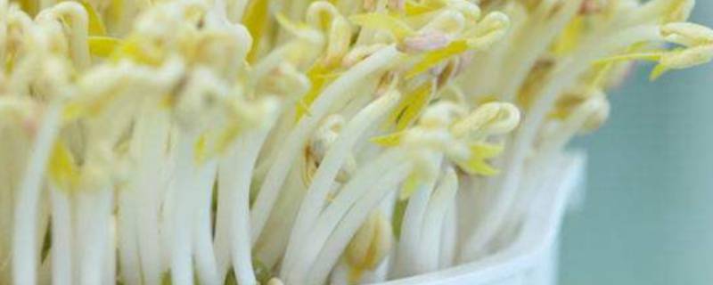 豌豆放冰箱保存的方法(豌豆放在冰箱发芽了能吃吗)