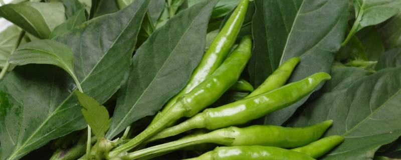 炒辣椒叶怎么做好吃(椒叶怎么做才好吃)